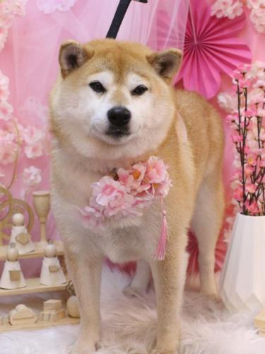 20250321ラッキーくん